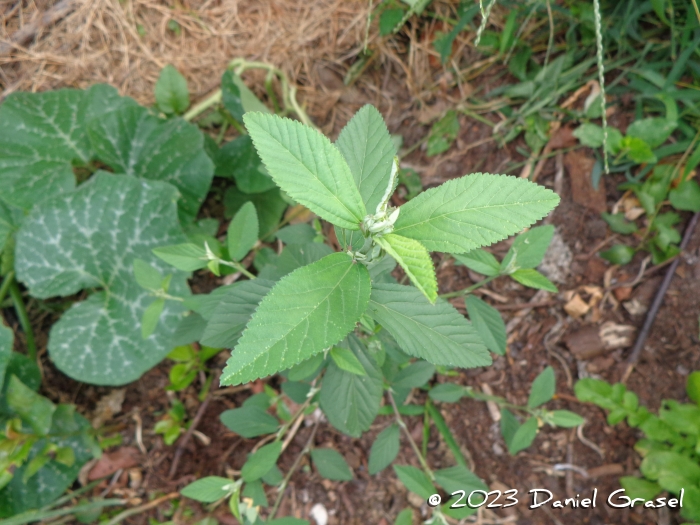 Sida rhombifolia