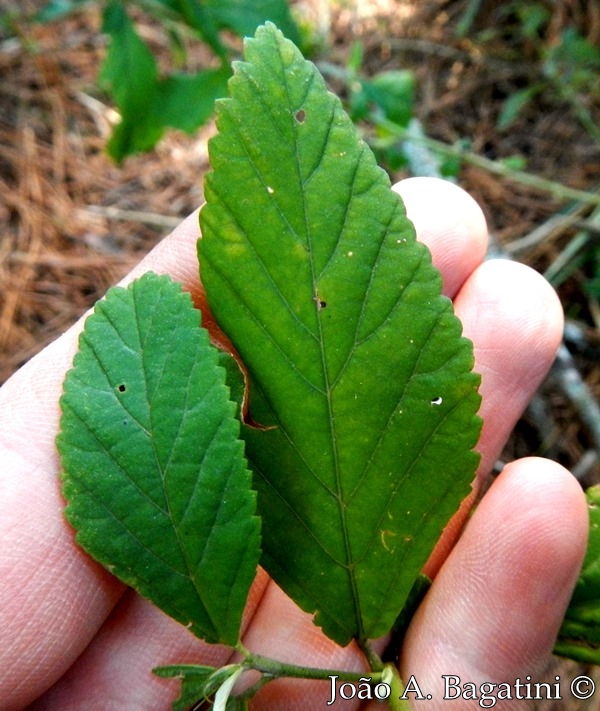 Sida rhombifolia