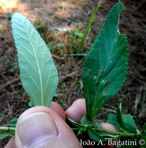 Sida rhombifolia