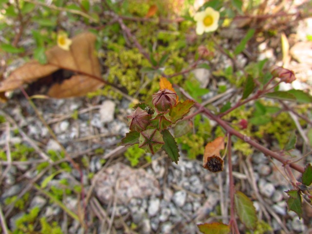 Sida rhombifolia