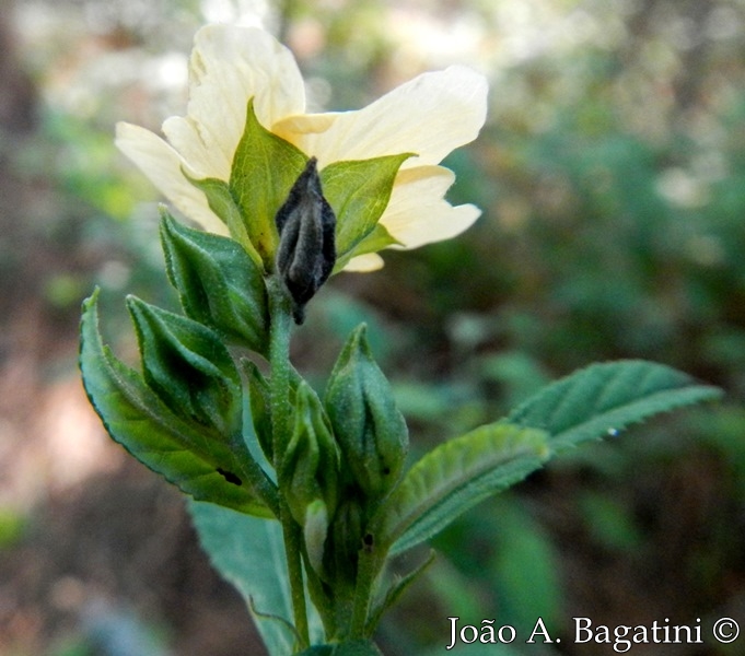 Sida rhombifolia