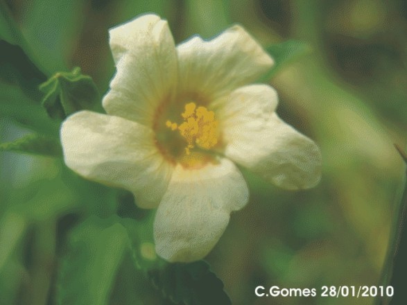 Sida rhombifolia