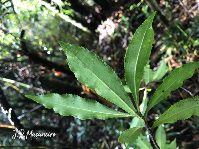 Laplacea fruticosa