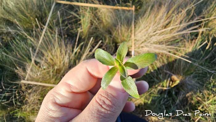 Sauvagesia erecta