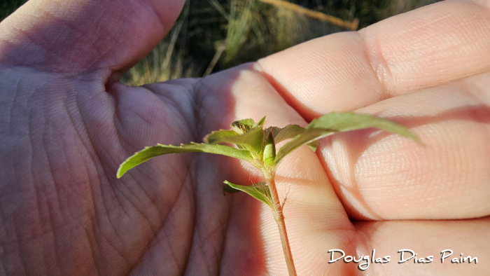 Sauvagesia erecta