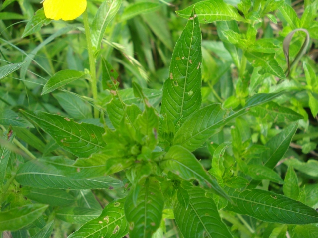 Ludwigia tomentosa