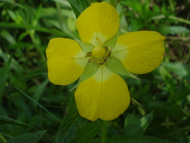 Ludwigia tomentosa