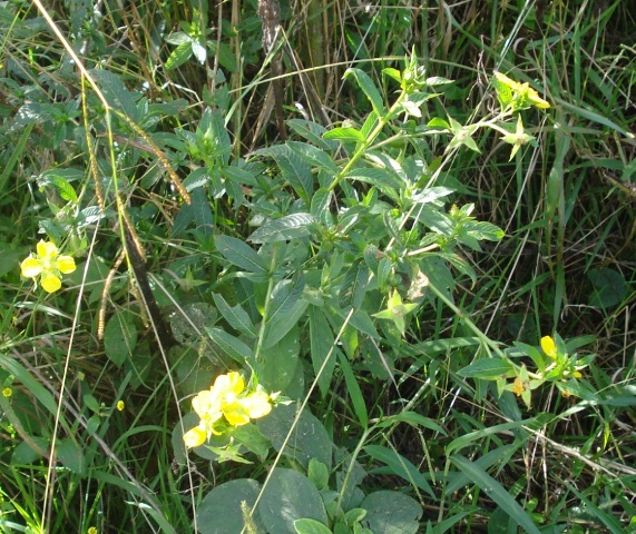 Ludwigia tomentosa