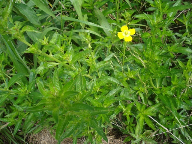 Ludwigia tomentosa