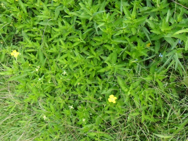 Ludwigia tomentosa