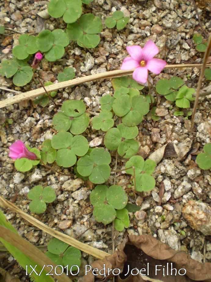 Oxalis brasiliensis