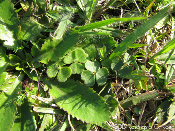 Oxalis brasiliensis