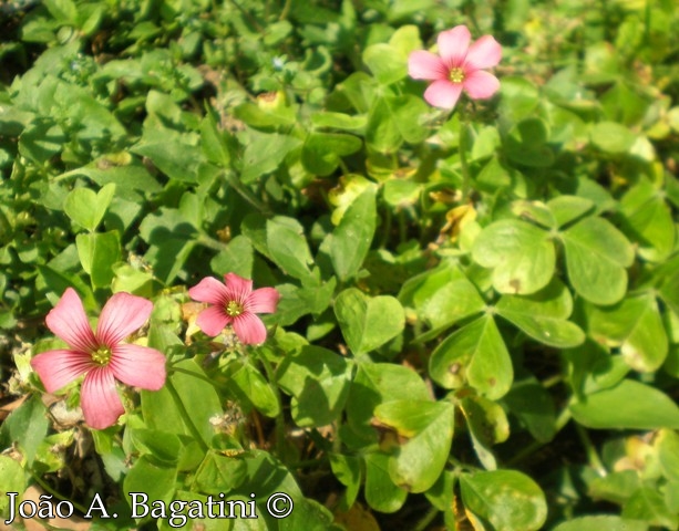 Oxalis brasiliensis