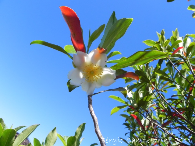 Laplacea fruticosa