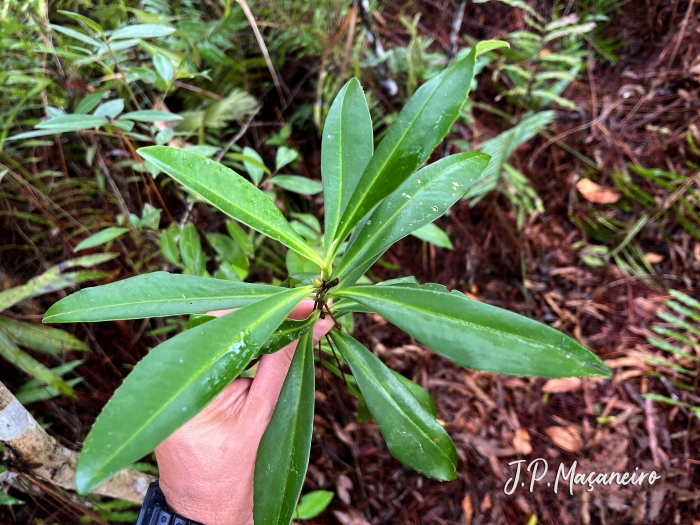 Laplacea fruticosa