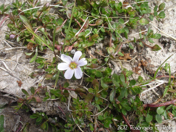 Bacopa monnieri