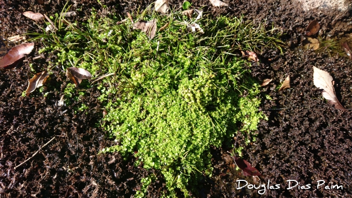 Bacopa monnieri