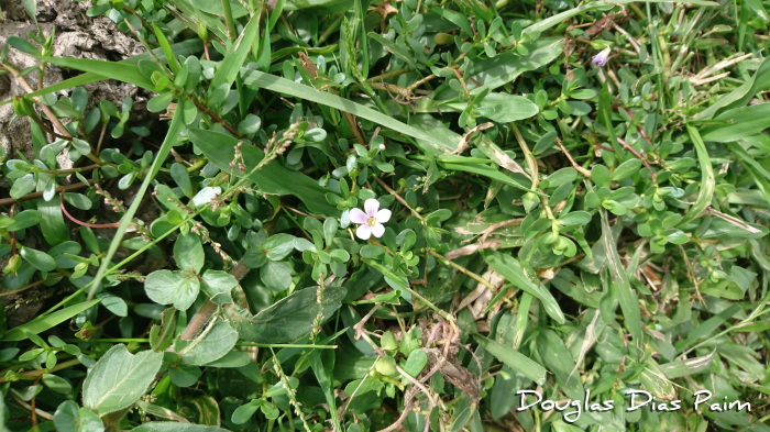 Bacopa monnieri
