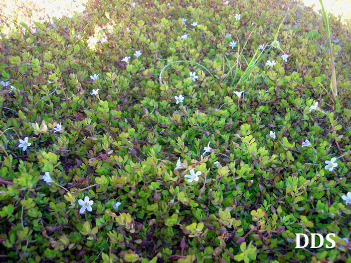 Bacopa monnieri