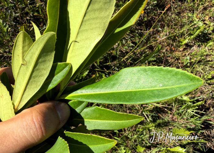 Laplacea fruticosa