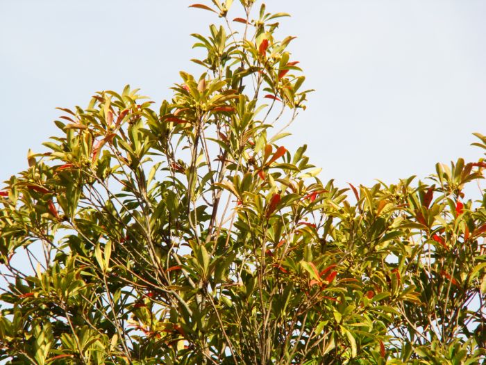 Laplacea fruticosa