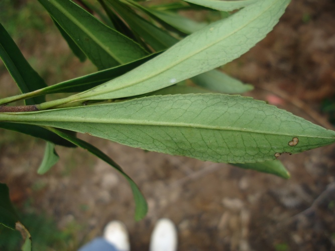 Laplacea fruticosa