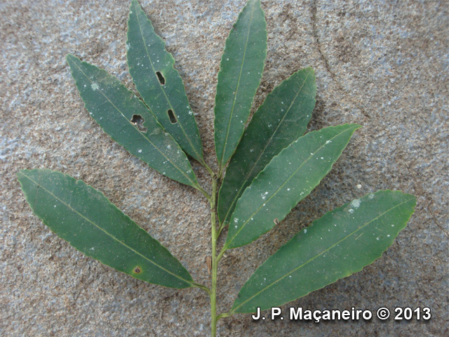 Ilex dumosa