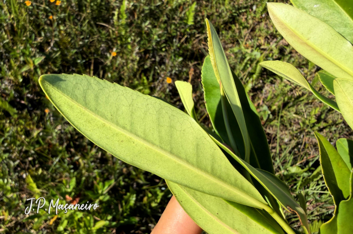 Laplacea fruticosa