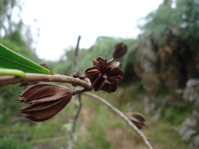 Laplacea fruticosa