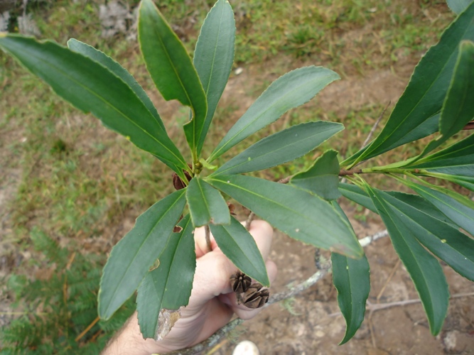 Laplacea fruticosa