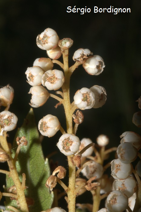 Clethra uleana