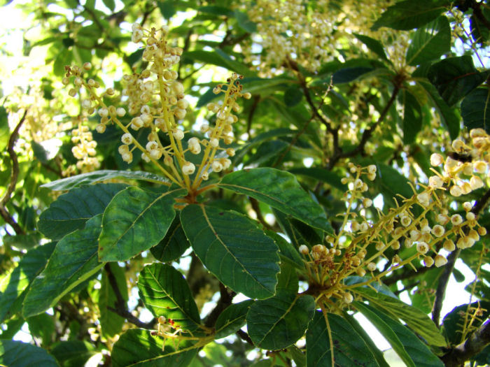 Clethra uleana