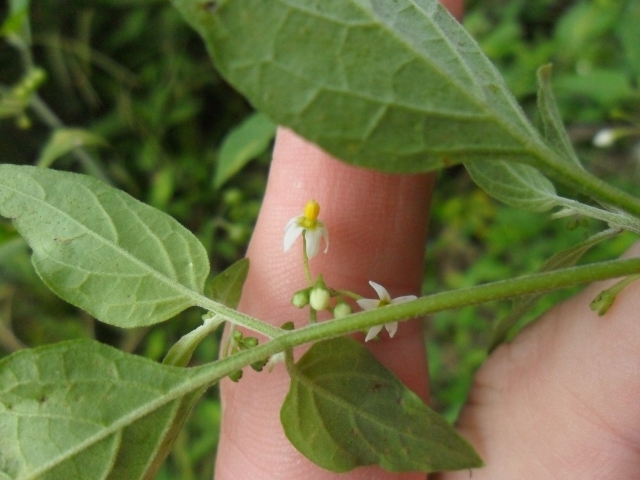 Solanum americanum