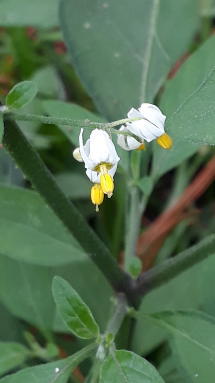 Solanum americanum