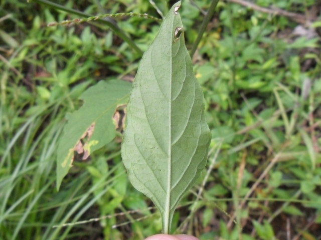 Solanum americanum