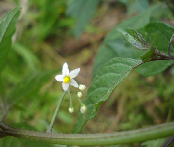 Solanum americanum