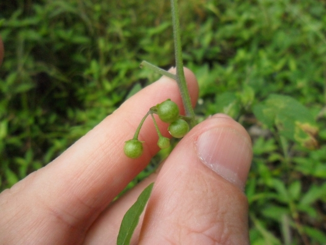 Solanum americanum