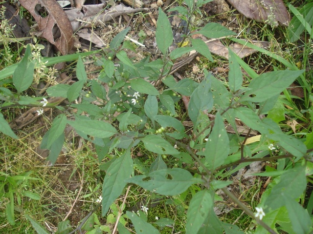 Solanum americanum