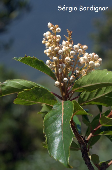 Clethra uleana