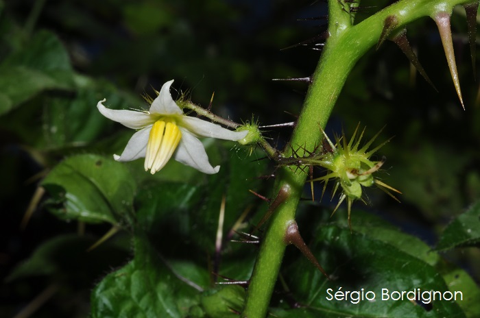 Solanum capsicoides