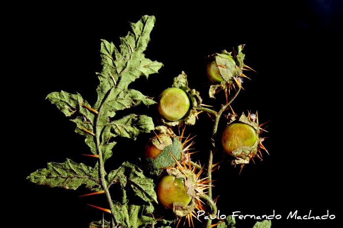 Solanum capsicoides
