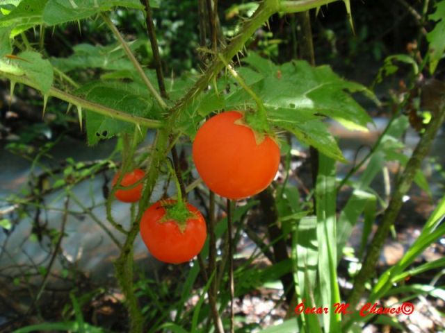 Solanum capsicoides