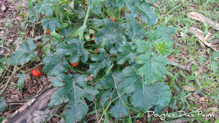 Solanum capsicoides