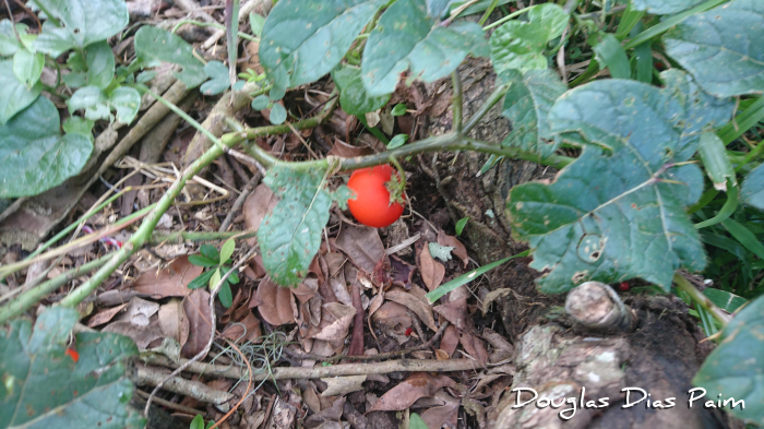 Solanum capsicoides