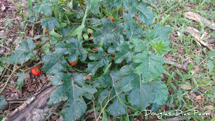 Solanum capsicoides