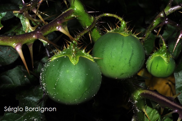 Solanum capsicoides