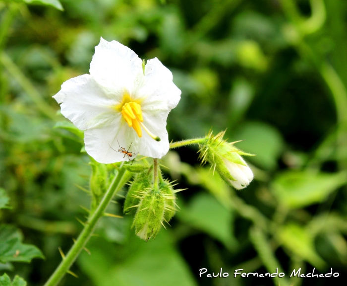 Solanum capsicoides