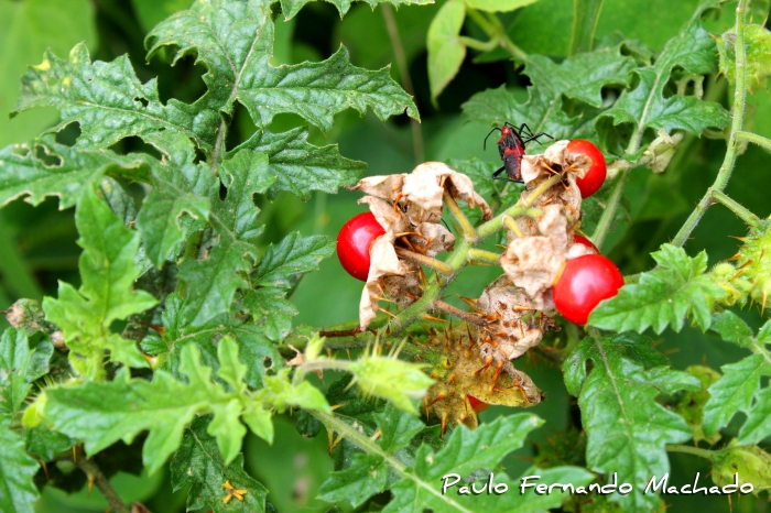 Solanum capsicoides