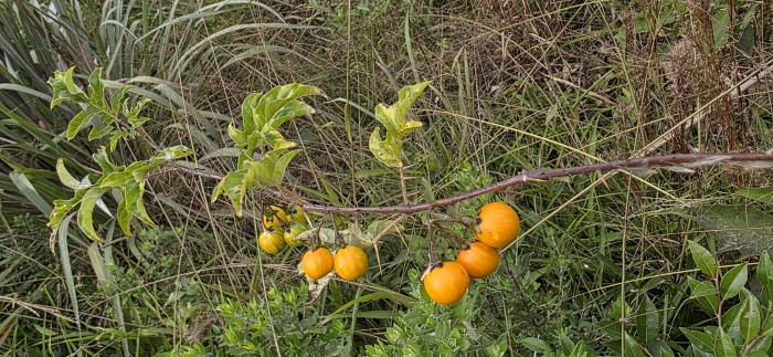 Solanum viarum