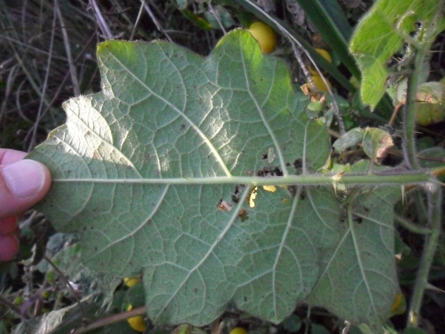 Solanum viarum